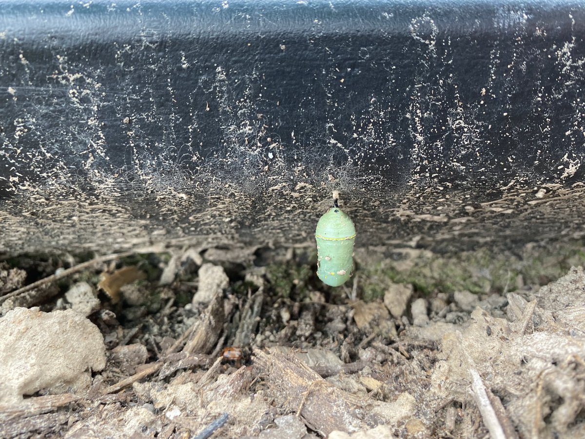 shannonigans280's tweet photo. #exleytweets Hungry caterpillar was hard at work in the butterfly garden. https://t.co/7CCNyCGSnS
