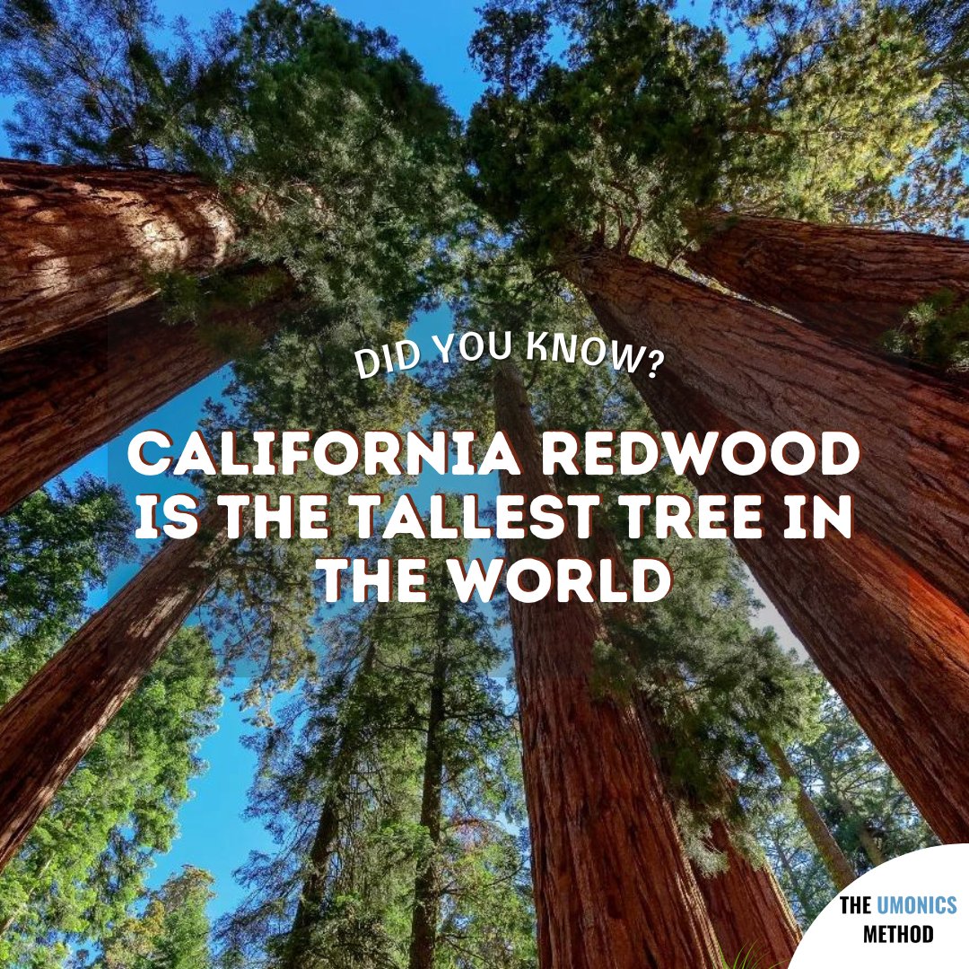 umonics's tweet image. DID YOU KNOW?

California Redwood grows 300 to 350 feet tall and 16 to 18 feet across, with record specimens soaring to 360 feet. That&apos;s as tall as a 36-story building.

#treeplanting #Savetheearth #TheUmonicsMethodMemoryTechniques #TheRepresentationMethod #ChildBrainDevelopment