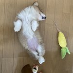 ツイートに含まれる画像