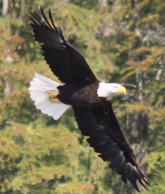 sputterfuss6's tweet photo. #bird #photography #flight #eagle #comingatcha https://t.co/1gYoKxPdFT