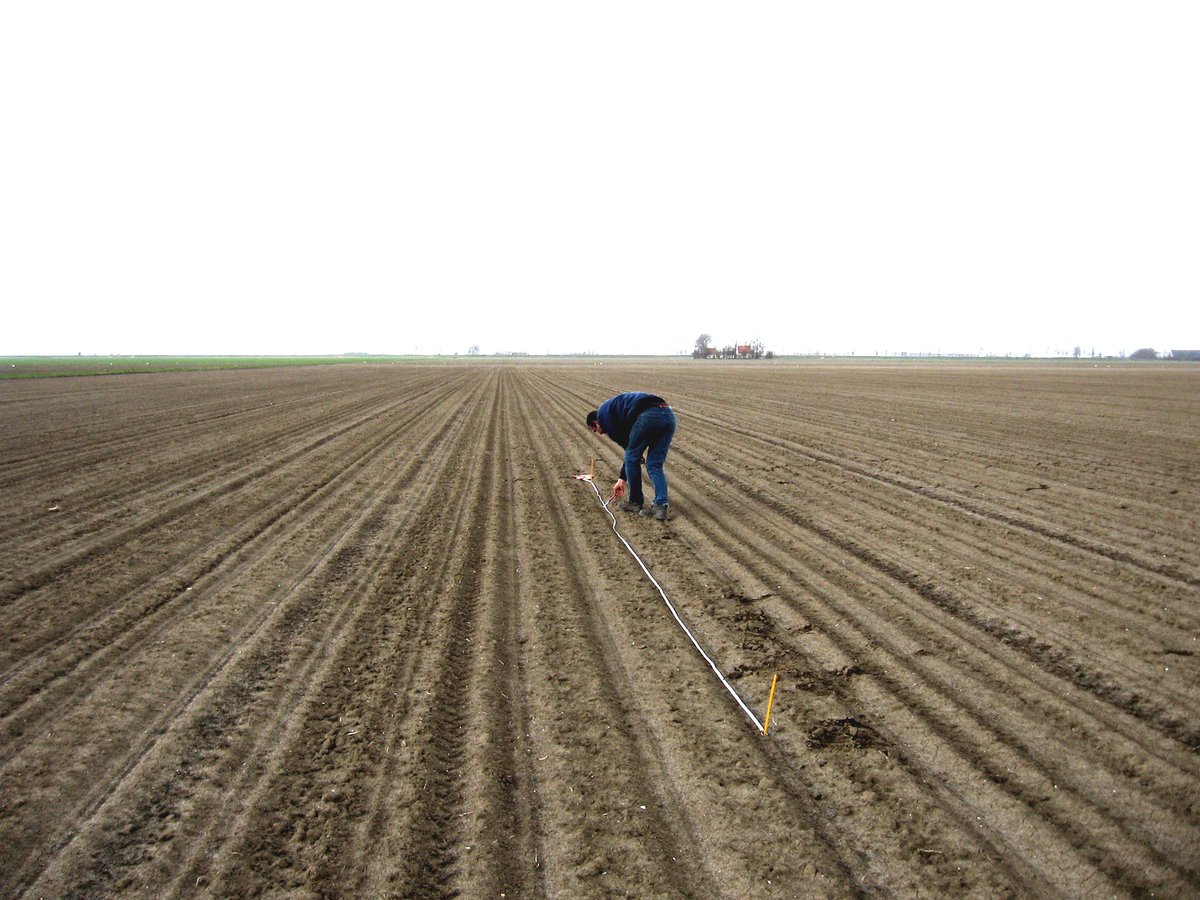 Wateroverlast, hagel- en vorstschade komen lokaal voor in de net gezaaide, doorkomende of bovenstaande #suikerbieten. Bij twijfel of het plantaantal voldoende is voor een optimale #suikeropbrengst is een telling d.m.v. telstroken effectief. Zie bericht irs.nl/interessegebie…