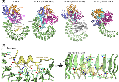 FEBS_Letters's tweet photo. 🔥NLRP9 #inflammasome:📜here's a reading list
💎Editor's Choice: structure of NLRP9
➡https://t.co/bWYG2k3ImH
💎More #structuralbiology on NLRP9
➡https://t.co/6MmiilNurO
➡https://t.co/Df7lHZLS70
💎Commentary: NLRP9 pyrin domain
➡https://t.co/s3esvT0UkB
#immunesignaling https://t.co/LUe0jyI5wq