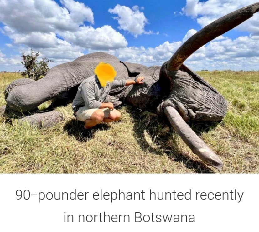 Trophy hunters kill 2 of Africa’s biggest elephants in #Botswana #KAZA
The surgical removal of Africa’s remaining large-tusked elephants by trophy hunters will not solve any human-elephant conflict or habitat issues
#BanTrophyHunting 
#BigTuskers

africageographic.com/stories/trophy…