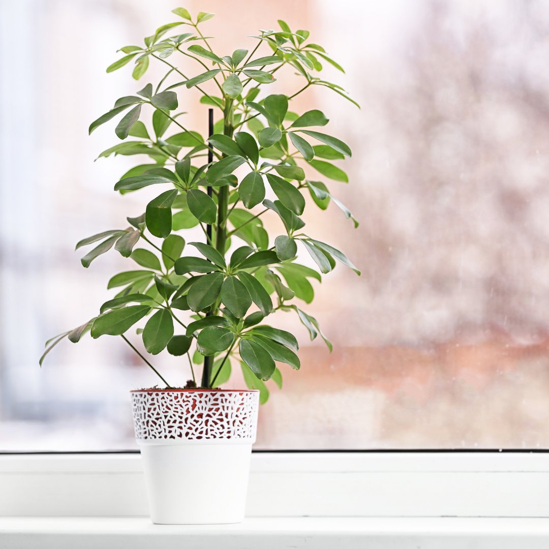 HouseplantJoy's tweet photo. My favorite spot in my room is this sunny spot next to this plant. 😍 

#houseplant #indoorplant #homedecor #plantdecor #plantfeed https://t.co/2wWetWdkqX