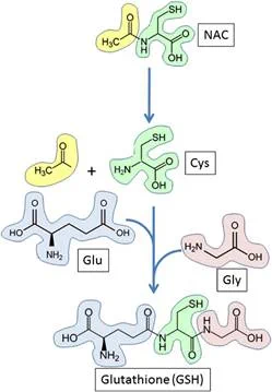 glutathione hepatotoxicity University of Iowa Pathology on X: 