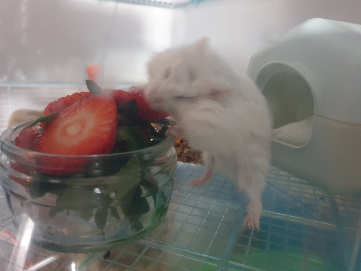 hamsterUpdate's tweet image. OMG Strawberries!!!