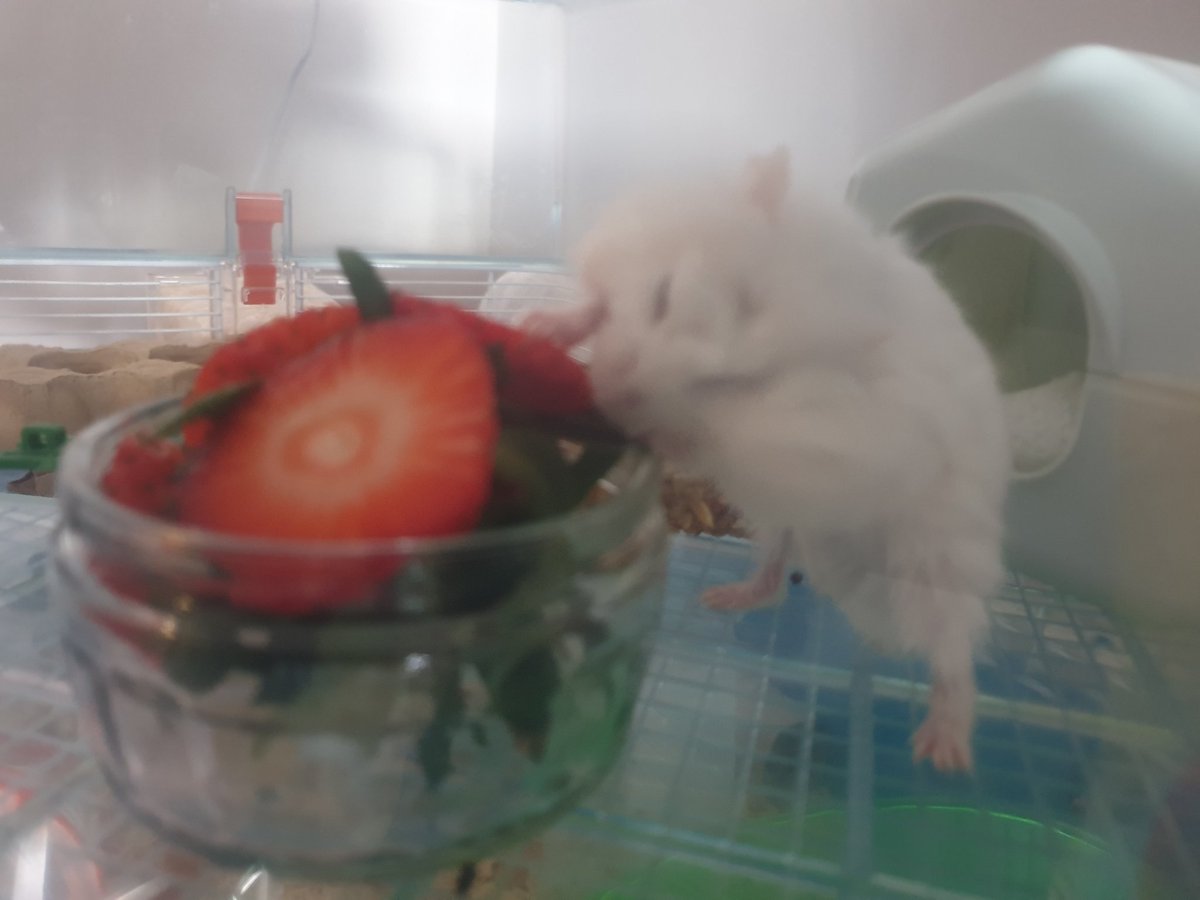 hamsterUpdate's tweet image. OMG Strawberries!!!