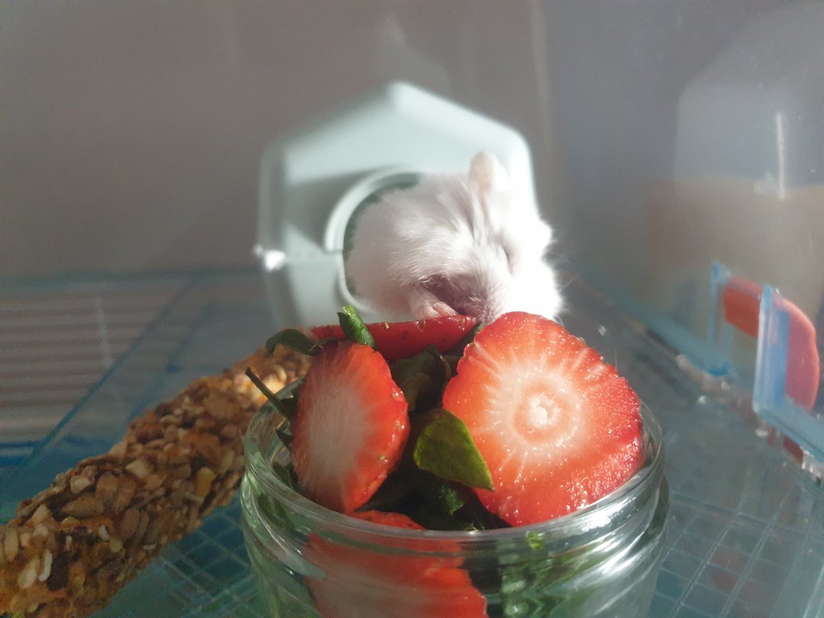 hamsterUpdate's tweet image. OMG Strawberries!!!
