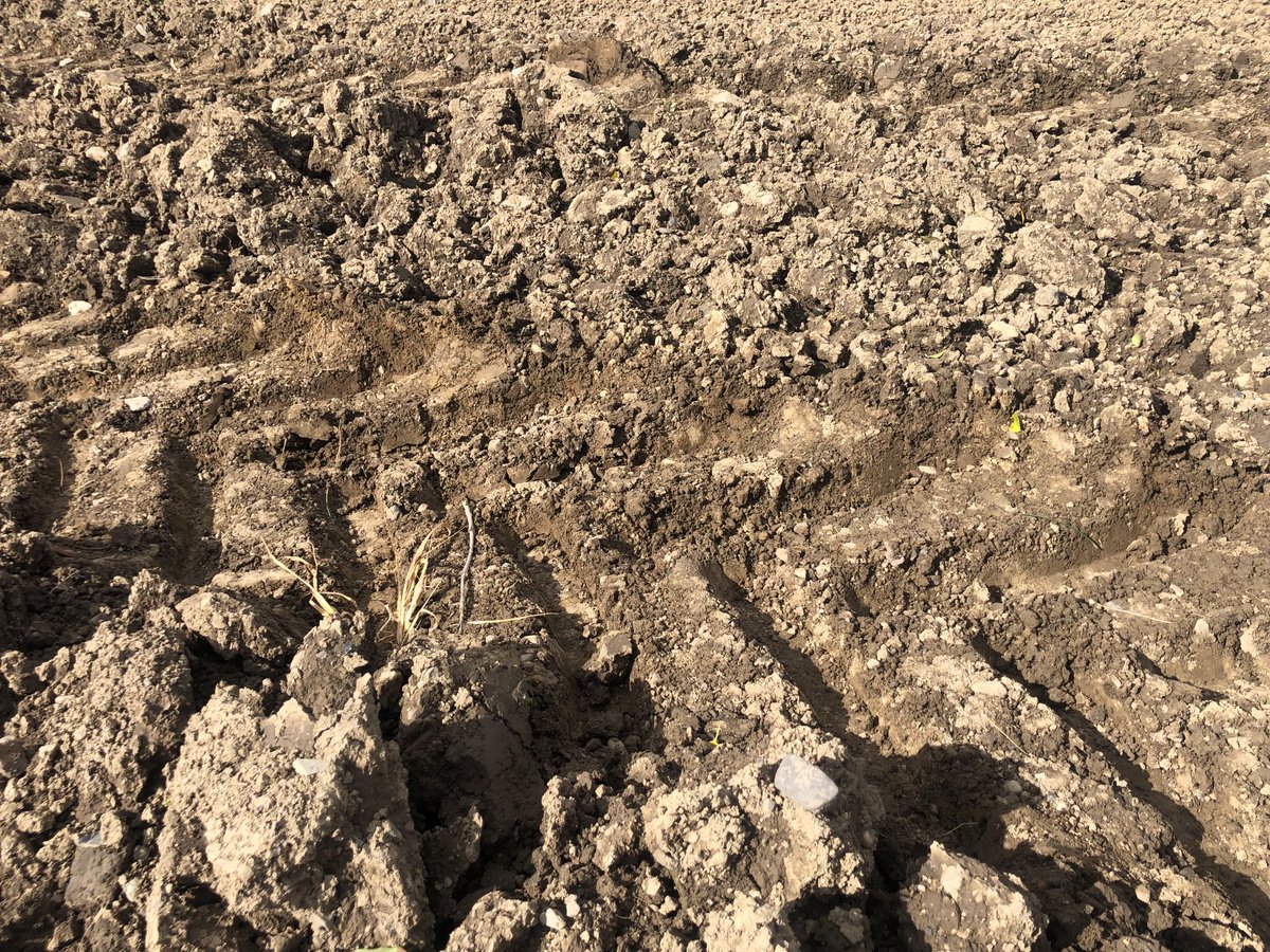 Kevin McDonnell (@kevinmcdonnellp) on Twitter photo Second series soil compaction plots, high & low axle weights, tyres 1 bar, clear differences in soil, let’s see how the crops behave. <a href="/CONSUS_UCD/">CONSUS</a> <a href="/MaryAHarty/">Mary Harty</a> <a href="/Gary_DGillespie/">Gary Gillespie</a> <a href="/ucdagfood/">UCD School Ag & Food</a> <a href="/ucdlyonsfarm/">UCD Lyons Farm</a> <a href="/farm4more/">farm4more</a> <a href="/SaoirseT/">Saoirse Tracy</a> Second series soil compaction plots, high & low axle weights, tyres 1 bar, clear differences in soil, let’s see how the crops behave. <a href="/CONSUS_UCD/">CONSUS</a> <a href="/MaryAHarty/">Mary Harty</a> <a href="/Gary_DGillespie/">Gary Gillespie</a> <a href="/ucdagfood/">UCD School Ag & Food</a> <a href="/ucdlyonsfarm/">UCD Lyons Farm</a> <a href="/farm4more/">farm4more</a> <a href="/SaoirseT/">Saoirse Tracy</a>
