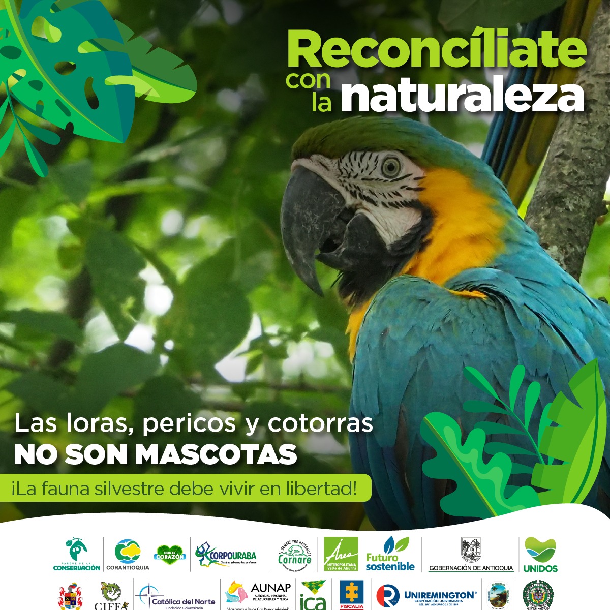 Durante esta #SemanaSanta #ReconcíliateConLaNaturaleza

No a la comercialización, tráfico y consumo de animales silvestres🐢🦎🐒🐍.
@ASOCARS