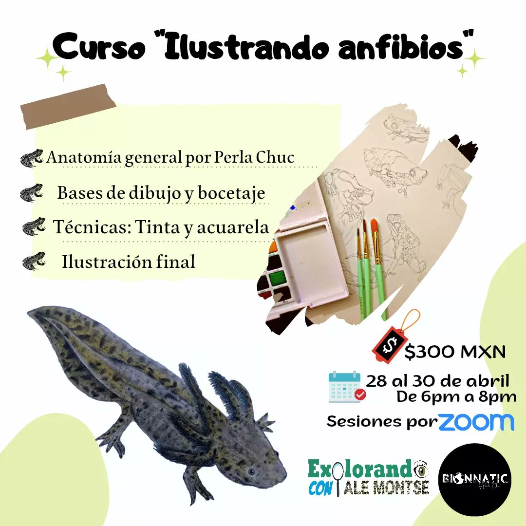 AleMontse_'s tweet photo. 🐳 Ilustrando ballenas:
Biolovers
🌿 Ilustración de plantas medicinales: @PlantLoverBoy 
🍄 Ilustrando a la funga: Biologando por el mundo https://t.co/v1a1MKeJYl