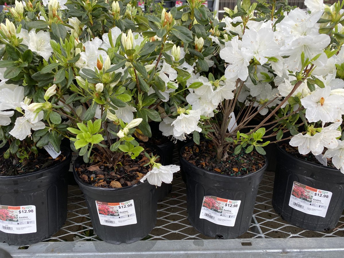 Donna tatta (@dtatta1) on Twitter photo These beautiful white azaleas are ready for your yard! Visit your local Home Depot today while they are available. <a href="/ericbaucom/">Eric Baucom</a> <a href="/BaucomJbaucom/">Baucoms Nursery Co.</a><a href="/Pat_Fischetti/">Patrick Fischetti</a> These beautiful white azaleas are ready for your yard! Visit your local Home Depot today while they are available. <a href="/ericbaucom/">Eric Baucom</a> <a href="/BaucomJbaucom/">Baucoms Nursery Co.</a><a href="/Pat_Fischetti/">Patrick Fischetti</a>