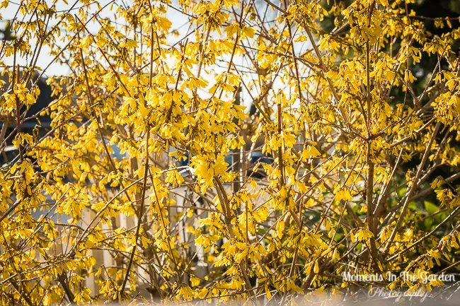 MomentsintheG's tweet photo. The forsythia is now in full bloom making a statement in the front bed.  #forsythia #floweringshrub #featureshrub #mygarden #mygardentoday #momentsinthegardenphotography https://t.co/w38moUTxl8