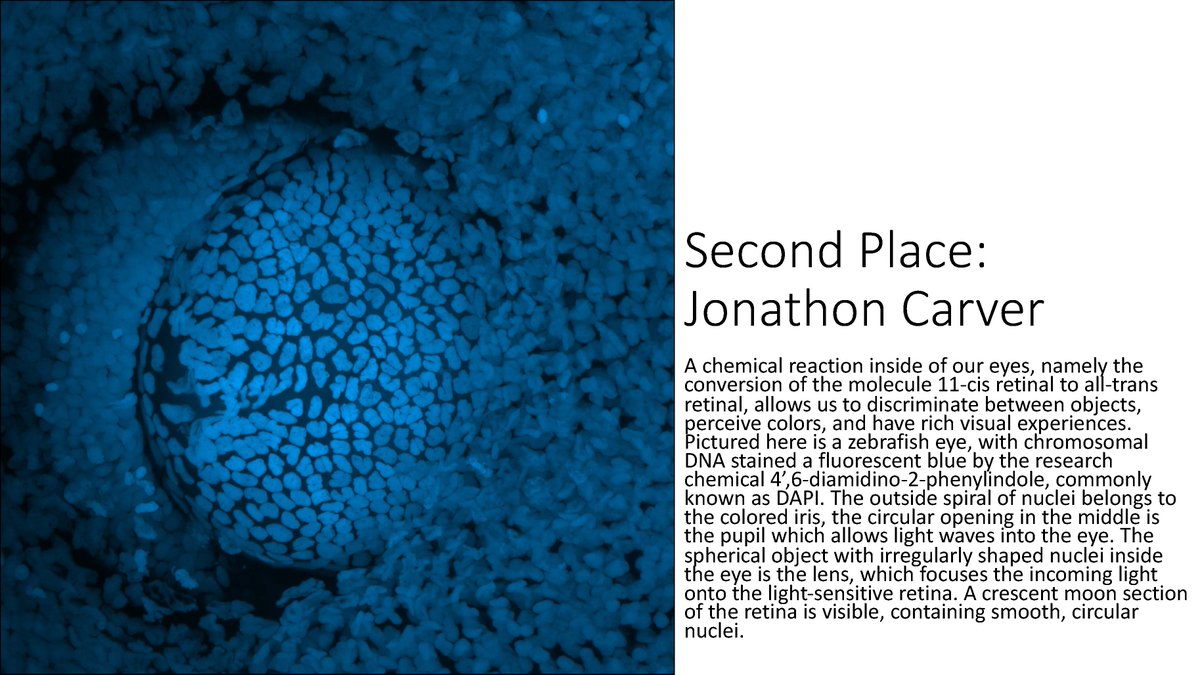 ECLaserTag's tweet image. Second Place
