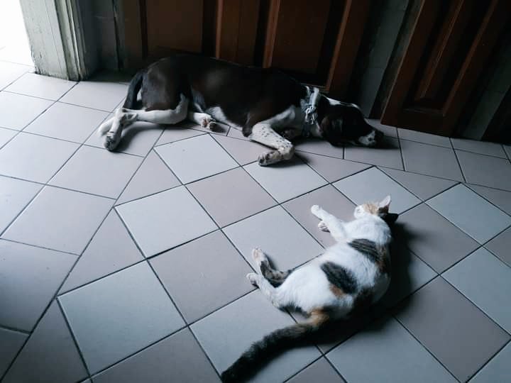 Zuri est encore enceinte 😭 Je n'ai meme plus de mots 🙆🏾‍♀️
Je pensais avoir le temps de la steriliser mais madame est allee tres vite chercher une nouvelle grossesse 🤦🏾‍♀️😩😱