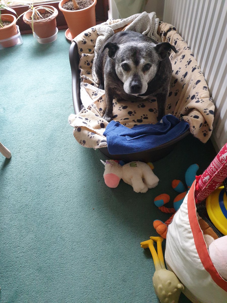 JudyWil30466852's tweet photo. UPDATE. If anyone is interested. I had a little it of breakfast, mummy fed me by hand, and tonight she roasted some chicken for me which I did eat and enjoyed. Mummy is very happy. And iv got a full tummy x https://t.co/FtOp1gyMOd