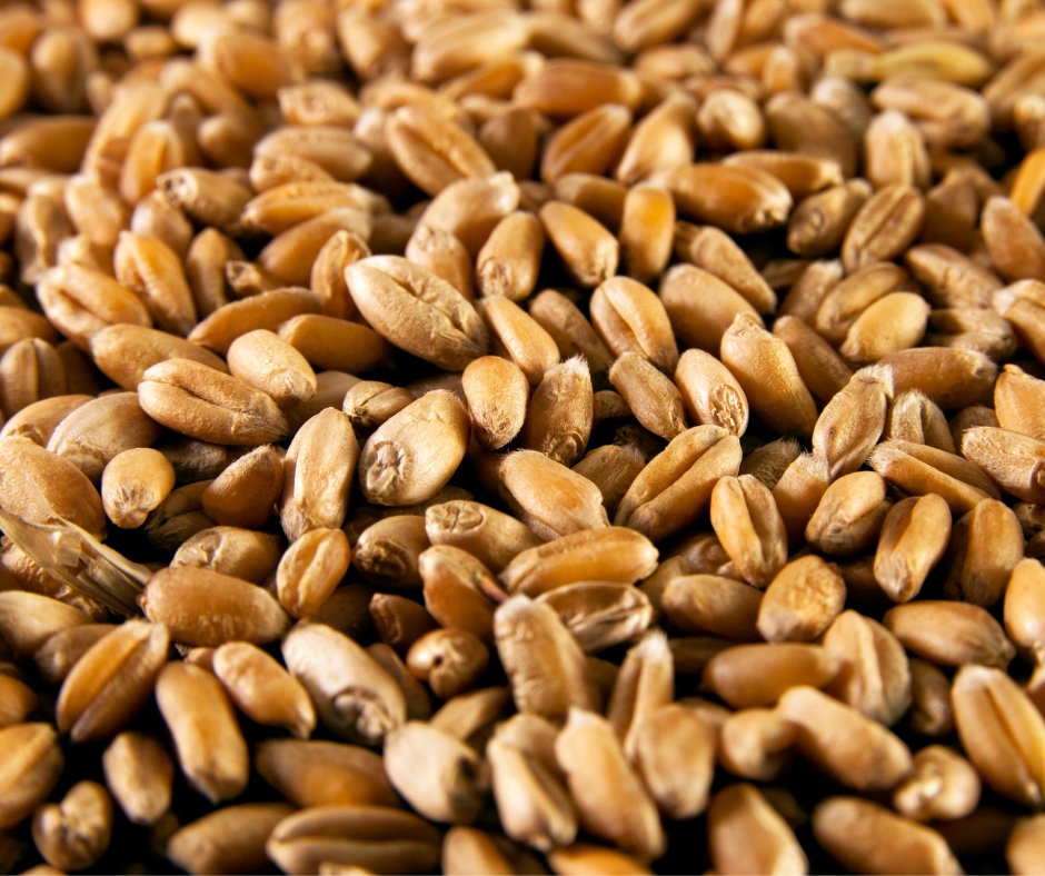 Winter wheat growers, the early entry deadline is April 15 for the National Wheat Yield Contest. Check with your seed supplier, <a href="/WestBredWheat/">WestBred Wheat</a> @theMcGregorco   <a href="/DynaGroSeed/">Dyna-Gro Seed</a>  <a href="/PlainsGold/">PlainsGold</a>  #Croplanwheat, <a href="/AgriMAXXWheat/">AgriMAXX Wheat</a> <a href="/LimagrainWheat/">LimagrainWheat</a> @growprogenetics for help with your entry!