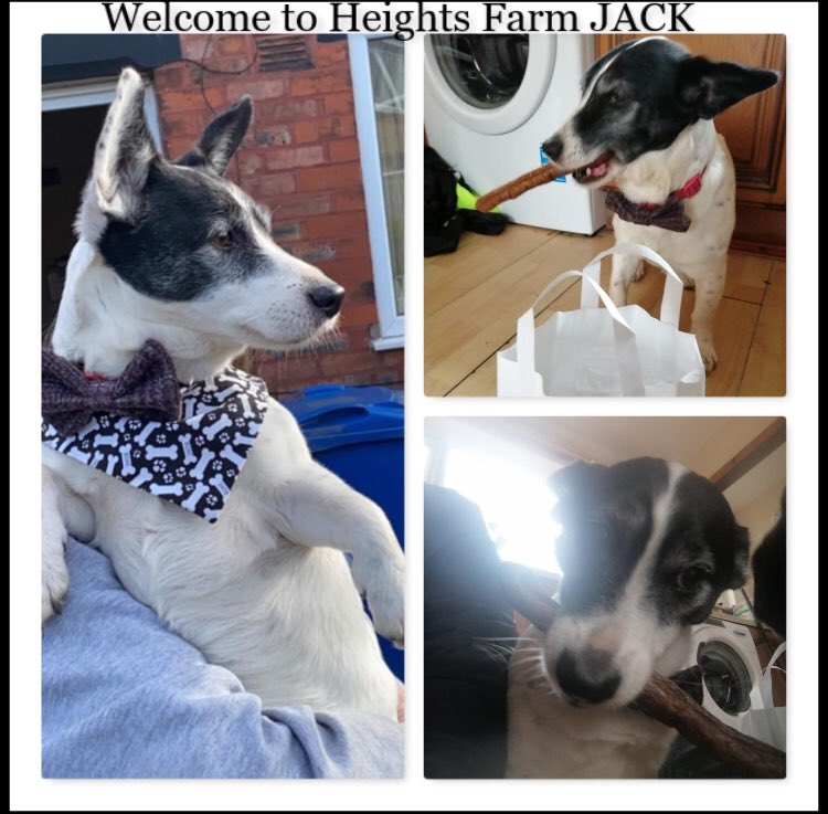 Heightsfarmstef's tweet photo. This is Jack who we met at Tyldesley Easter Market , he took away a couple of treats and a few days later his owner placed an order through our website https://t.co/PrceVvK1Vk as she told us he absolutely loved them @TheGoodDogGuide @heightsfarmsaz @ https://t.co/UEOqNHTsC7