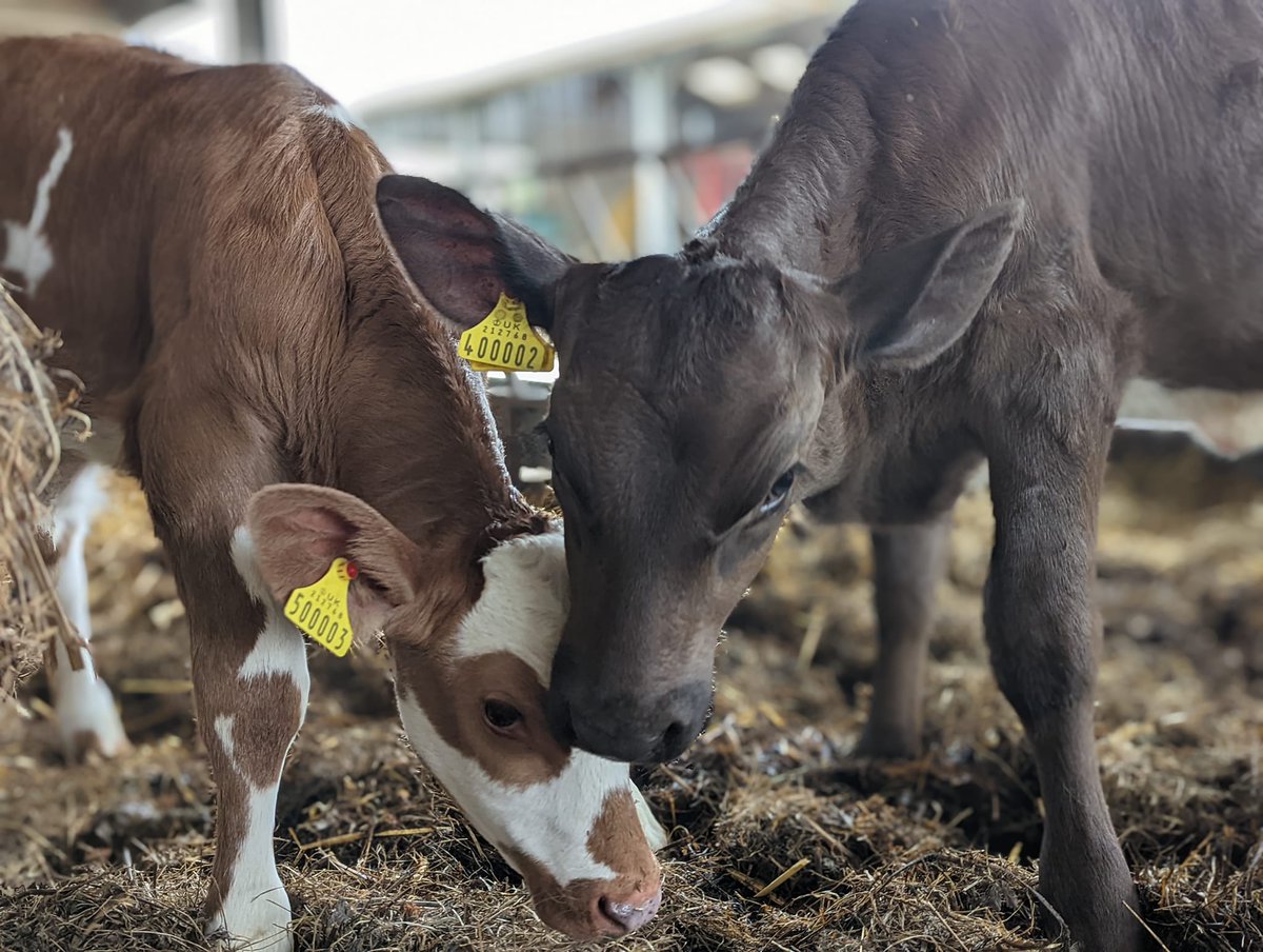 ahimsamilk's tweet photo. Hey, come and play together. 🥰 #babycow #ahimsafarming #yogafarming #slaughterfree https://t.co/kgLlxkwSOi