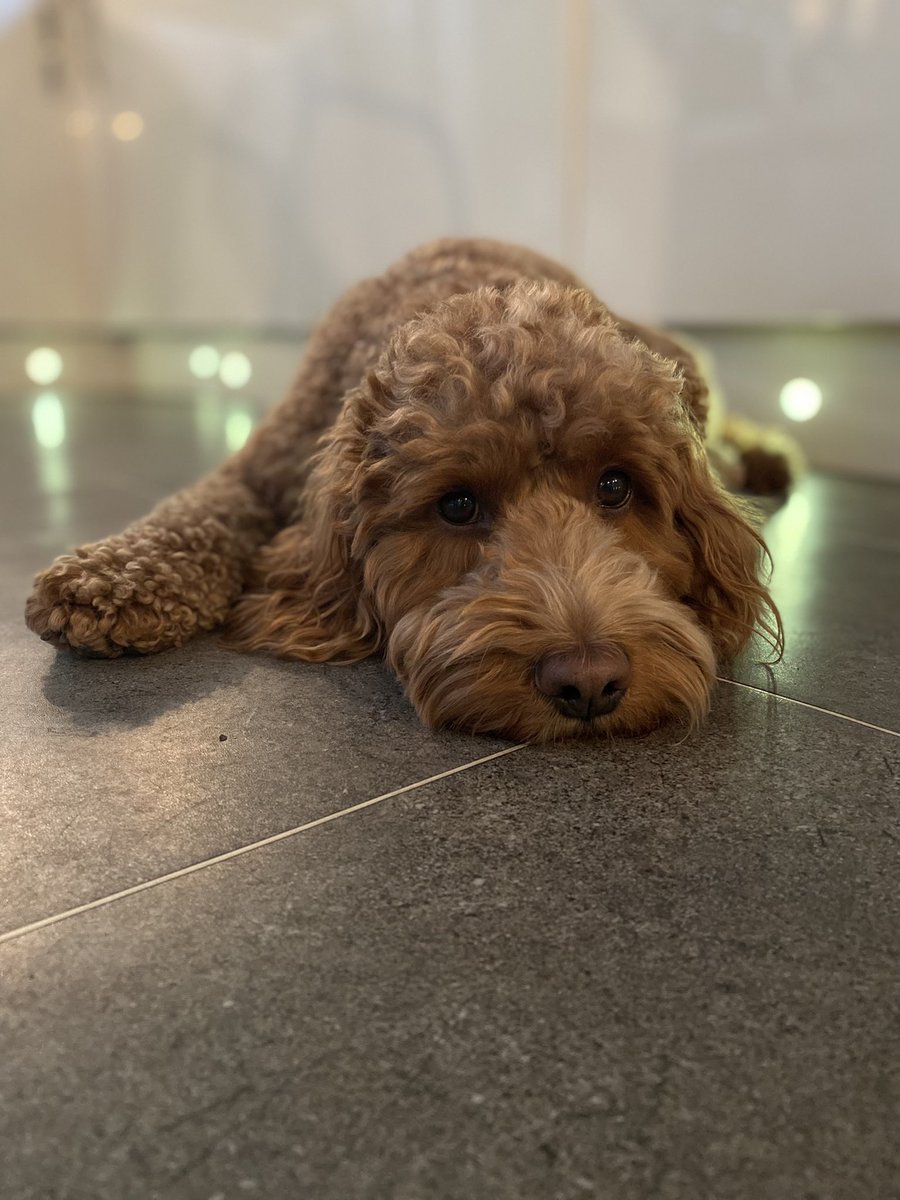 karenlambert01's tweet photo. Enjoying the Devil Hopping listening party, after sausage for tea in the pub - what a night!🐶 @LlSTENlNG_PARTY #timstwitterlisteningparty #paololambert #cockapoo #devilhopping #inspiralcarpets @inspiralsband https://t.co/ksFOioogG0