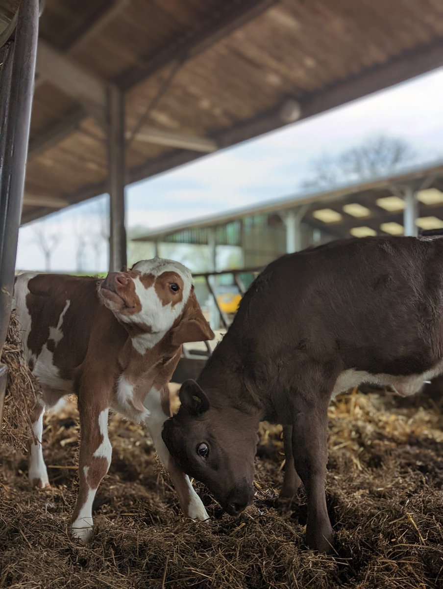ahimsamilk's tweet photo. Hey, come and play together. 🥰 #babycow #ahimsafarming #yogafarming #slaughterfree https://t.co/kgLlxkwSOi
