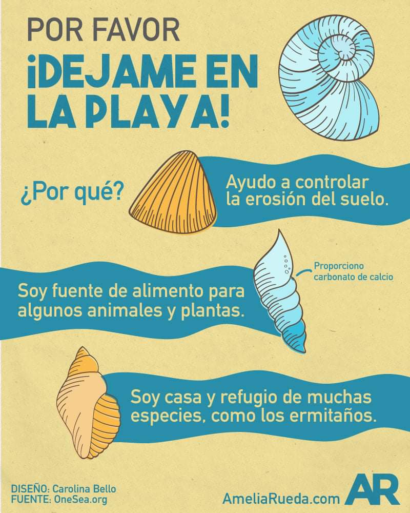 PUMAGUA's tweet photo. ¡Alto! ✋Por favor, no te lleves las conchas del #mar a tu casa. https://t.co/4nCmvl0xim