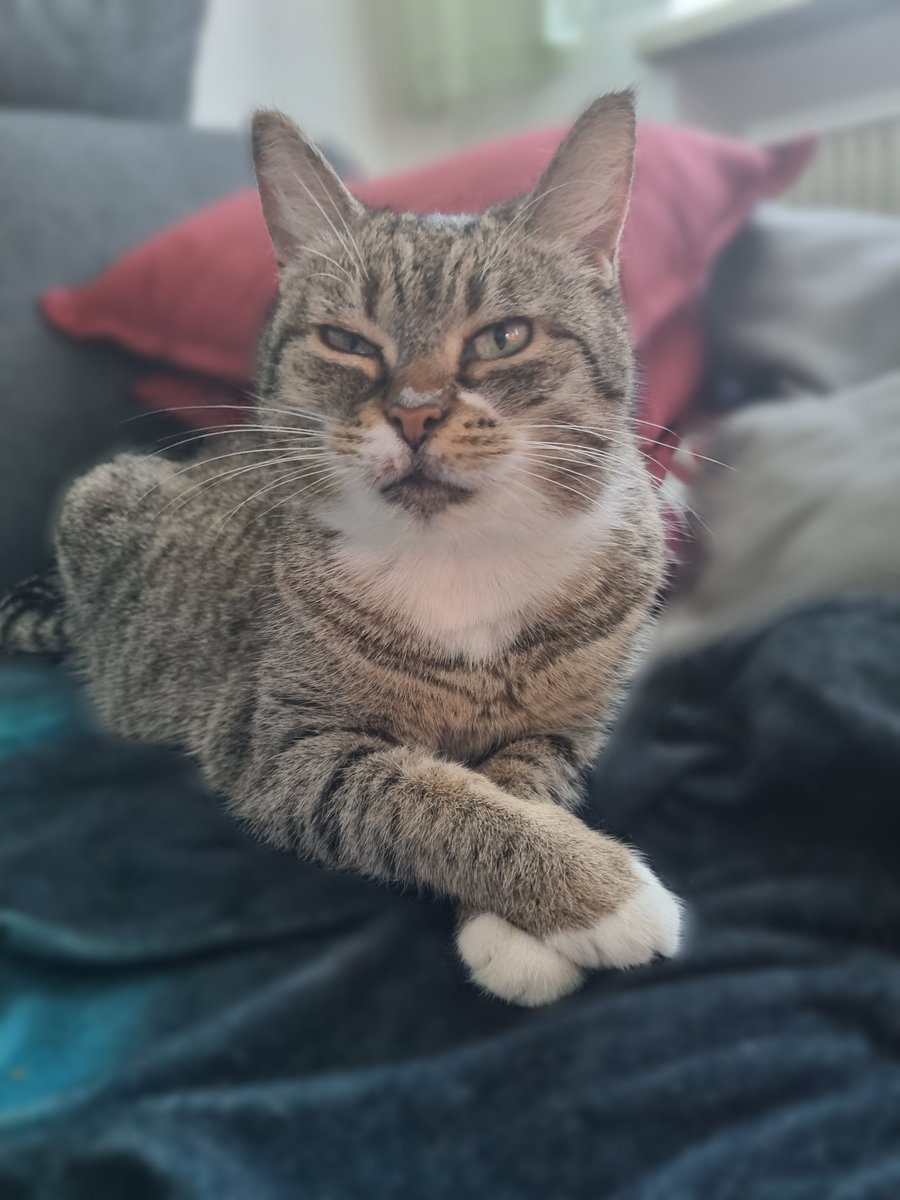 Got my new iPad today, and this is the first thing I've drawn with it. 
(I really need to learn how to use Procreate.. 😄)

This is my cat Schnuggi, turned into a WoW-Manasaber 🐱💕

#ToonMyCat ( #ToonMe ) #Warcraft