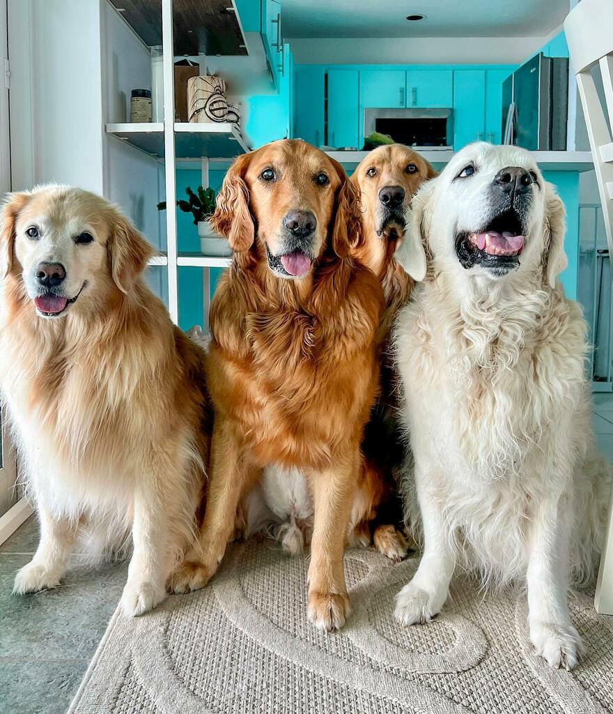 TheGoldenRatio4's tweet photo. Hopps and Voods are at the vet today, so this is the squad that’s keeping the household in line! https://t.co/oK13hDephZ