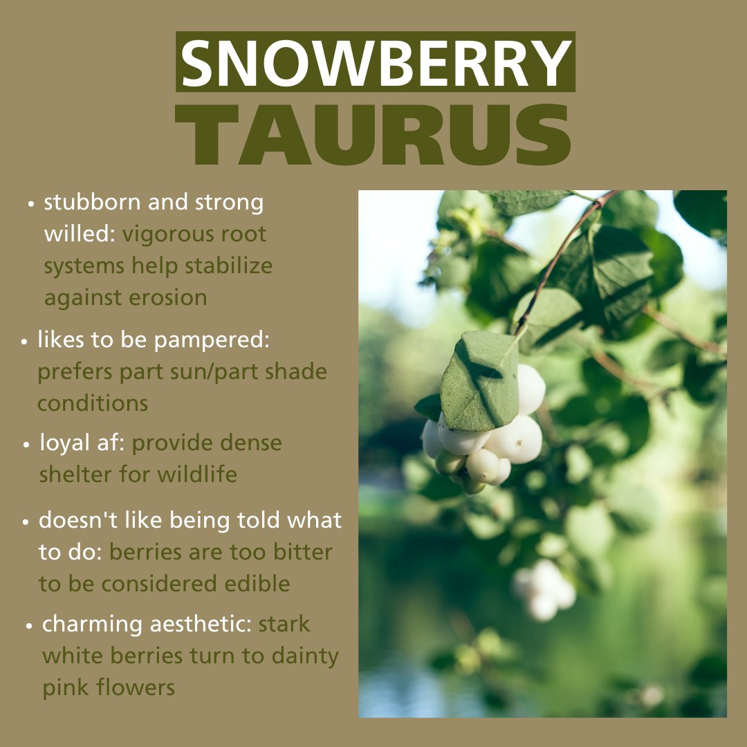 waDNR's tweet photo. Taurus: your Washington state native plant is the Snowberry. https://t.co/VAdYFNpUFa