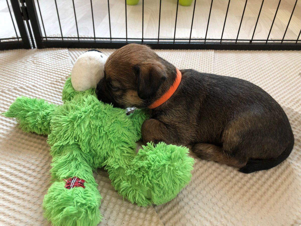 Rubeae_'s tweet photo. Waiting to take Rubeae home soon and begin our adventure together. #btposse #borderpup #borderlive https://t.co/BEJA6ja460