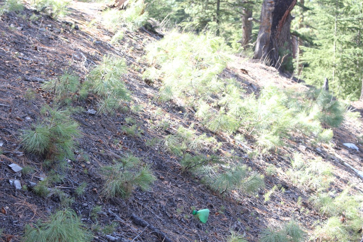 AjazNtfp's tweet photo. The green magic of assisted natural regeneration is unfolding in the #Chitral dry temperate forest under the #10BillionTreeTsunami
A blue pine (Pinus wallichiana) forest ANR Site from Ayun Dok Forest Compartment-Chitral Forest Div.
@AbidMajeed1969  @FAOclimate @FarhadA21384242 https://t.co/fguDJRy3UJ