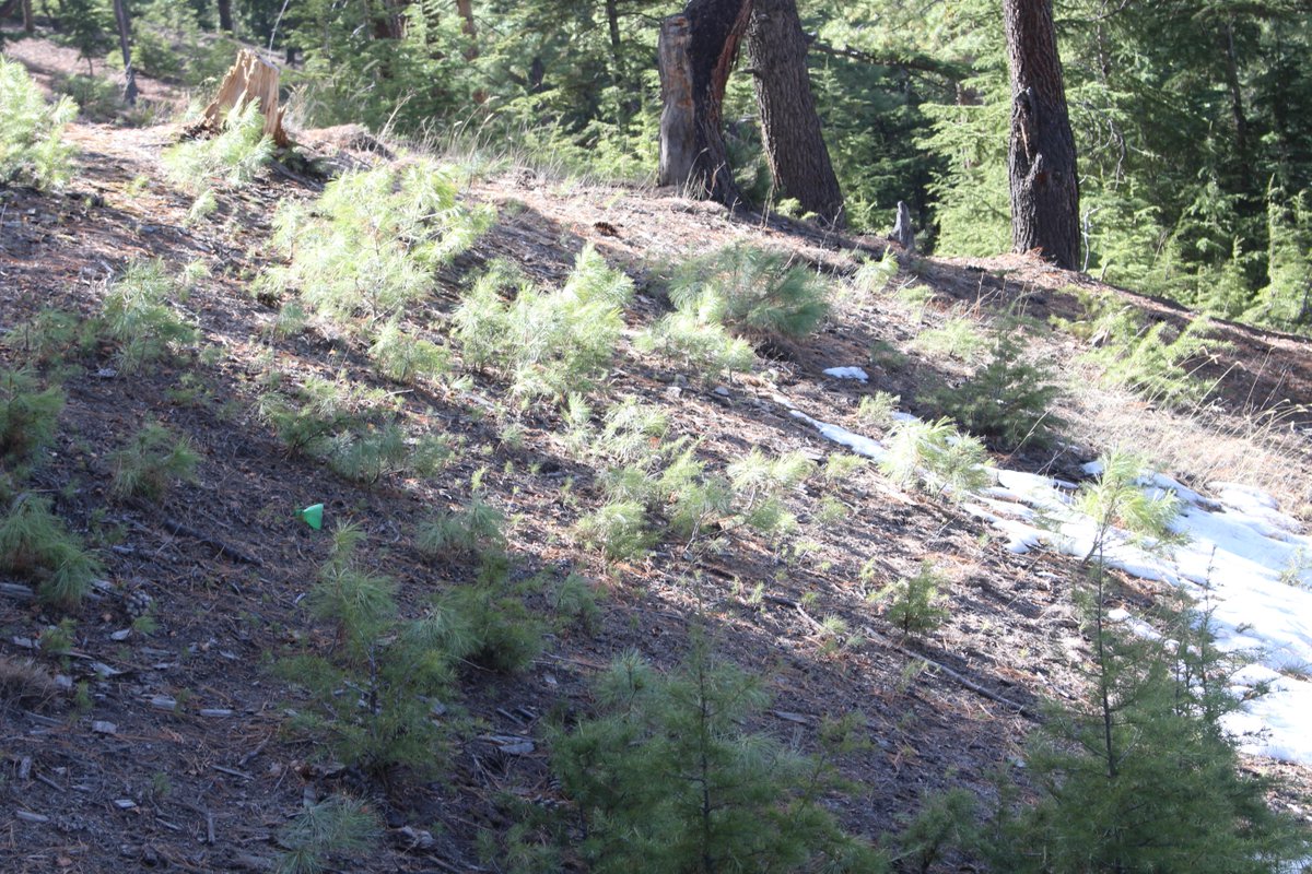 AjazNtfp's tweet photo. The green magic of assisted natural regeneration is unfolding in the #Chitral dry temperate forest under the #10BillionTreeTsunami
A blue pine (Pinus wallichiana) forest ANR Site from Ayun Dok Forest Compartment-Chitral Forest Div.
@AbidMajeed1969  @FAOclimate @FarhadA21384242 https://t.co/fguDJRy3UJ