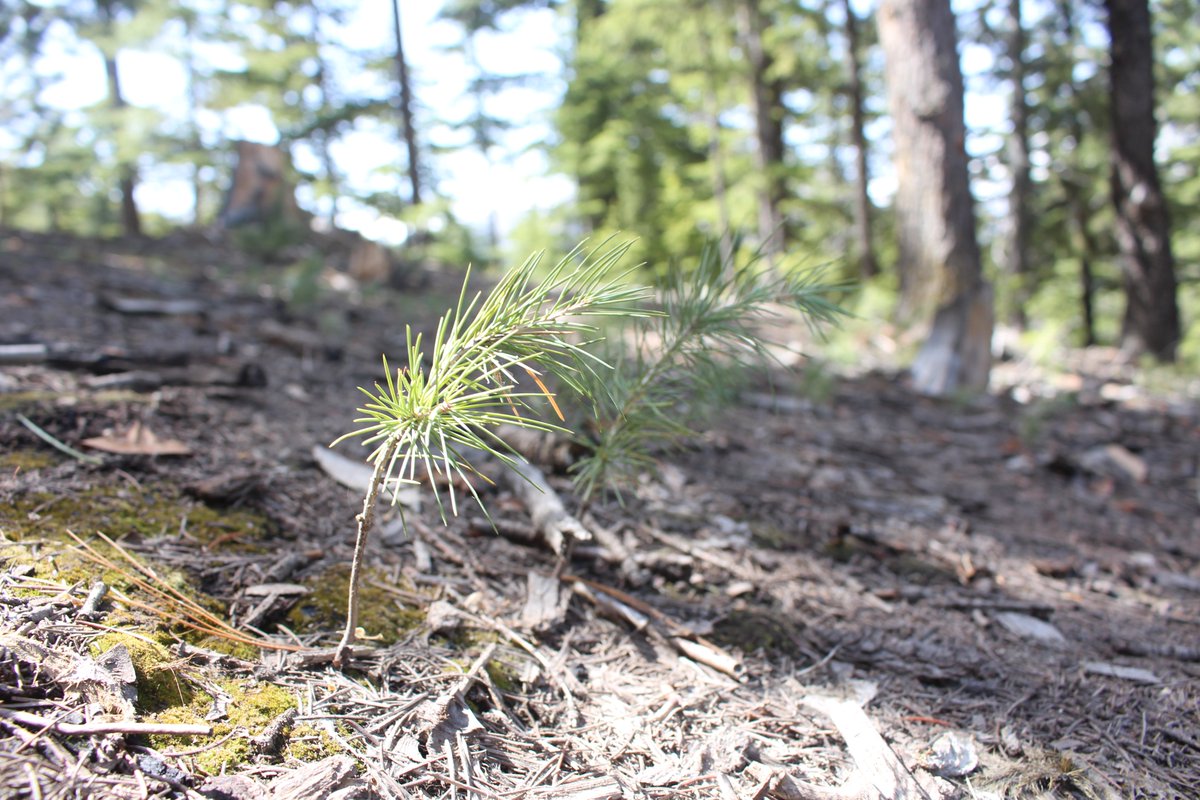 AjazNtfp's tweet photo. The green magic of assisted natural regeneration is unfolding in the #Chitral dry temperate forest under the #10BillionTreeTsunami
A blue pine (Pinus wallichiana) forest ANR Site from Ayun Dok Forest Compartment-Chitral Forest Div.
@AbidMajeed1969  @FAOclimate @FarhadA21384242 https://t.co/fguDJRy3UJ