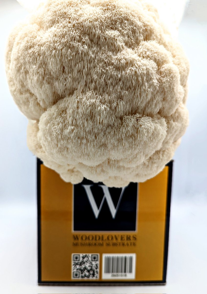 Want to grow #lionsmane #mushrooms?
Choose Myterra Labs' substrates for the best growing experience 💯
Pre-sterilized and hydrated with an extended shelf life, our substrates are designed for optimal yields. Don't believe us? Try it 😉

myterralabs.com

#mushroomtwitter