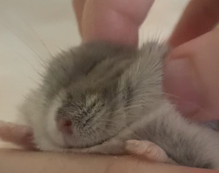 biscuitandbippo's tweet image. bald triangle head (lovingly)