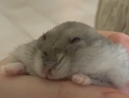 biscuitandbippo's tweet image. bald triangle head (lovingly)