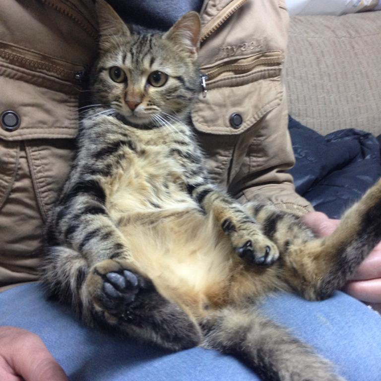 ⚠️FOR ADOPTION⚠️
Cooper is 6 months old, male cat. He is neutered, dewormed, and defleaed. Cooper is the cuddliest cat we ever met. For info. text only: 81-134919

#adoptdontshop