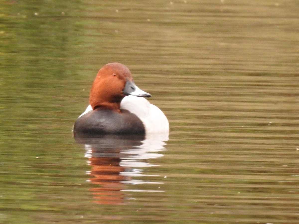 barbaralit's tweet photo. Three Pochard on the common today, 2 males, one female @NickRutter3 @Tigercatgirl @wwcommon @White1939D @lensmanic https://t.co/9dFei3eVXr