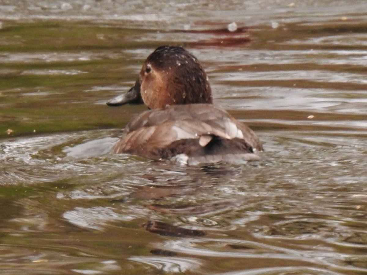barbaralit's tweet photo. Three Pochard on the common today, 2 males, one female @NickRutter3 @Tigercatgirl @wwcommon @White1939D @lensmanic https://t.co/9dFei3eVXr
