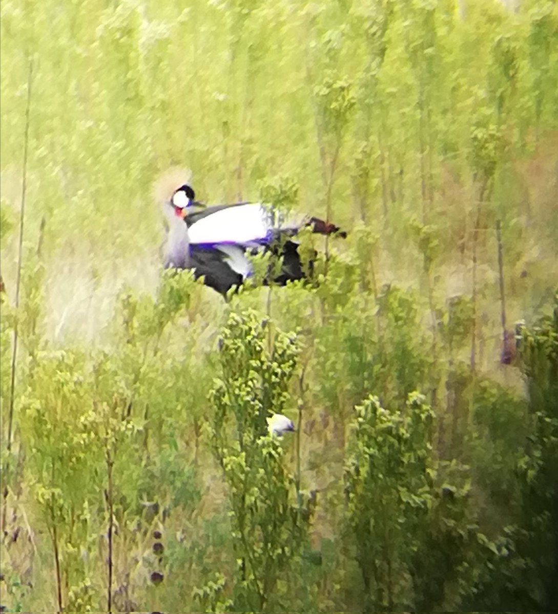 birdsonstamps's tweet photo. A pair of Grey Crowned Heron touched down in the field today, quite far off hence the poor pic.
#bubidistrict #Matabeleland #Zimbabwe #BirdsSeenIn2022 #birding https://t.co/beVP0Nz4Ti
