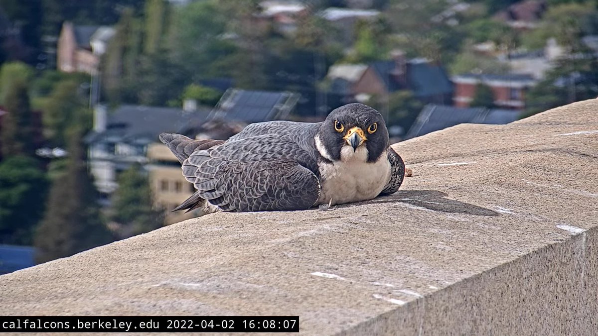 CalFalconCam's tweet photo. After over 1000 comments suggesting names for New Guy, we've whittled the list down to 9 finalists. Thank you to everyone for your suggestions! Please vote for the final name here:

https://t.co/nnafBrvHR5

Your finalists are: https://t.co/6QGLaBQynn