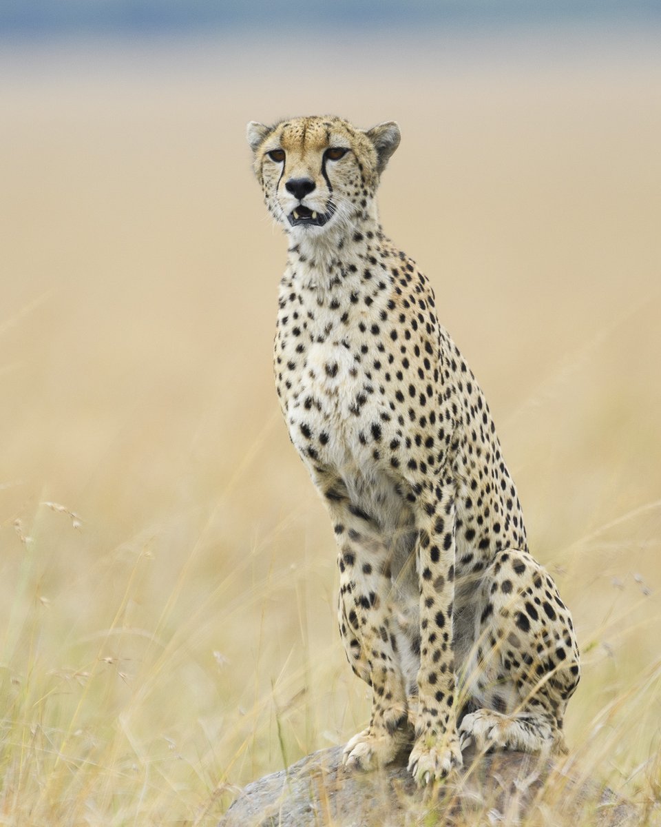 CCFCheetahUK's tweet photo. '#Cheetahs take advantage of any elevation in the terrain, such as this #termitemound, to search for their prey. Once spotted, they'll sneak up on them until they are at the right distance to launch their attack with the possibility of success.
' - Antonio S.Chamorro https://t.co/szb3MMJVpx