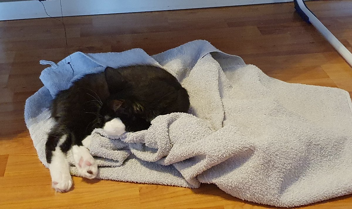 BuBullen's tweet photo. @PickliciousF @TowelyTowel I hear you - love my towels ❤️ https://t.co/4WkjONOPK2