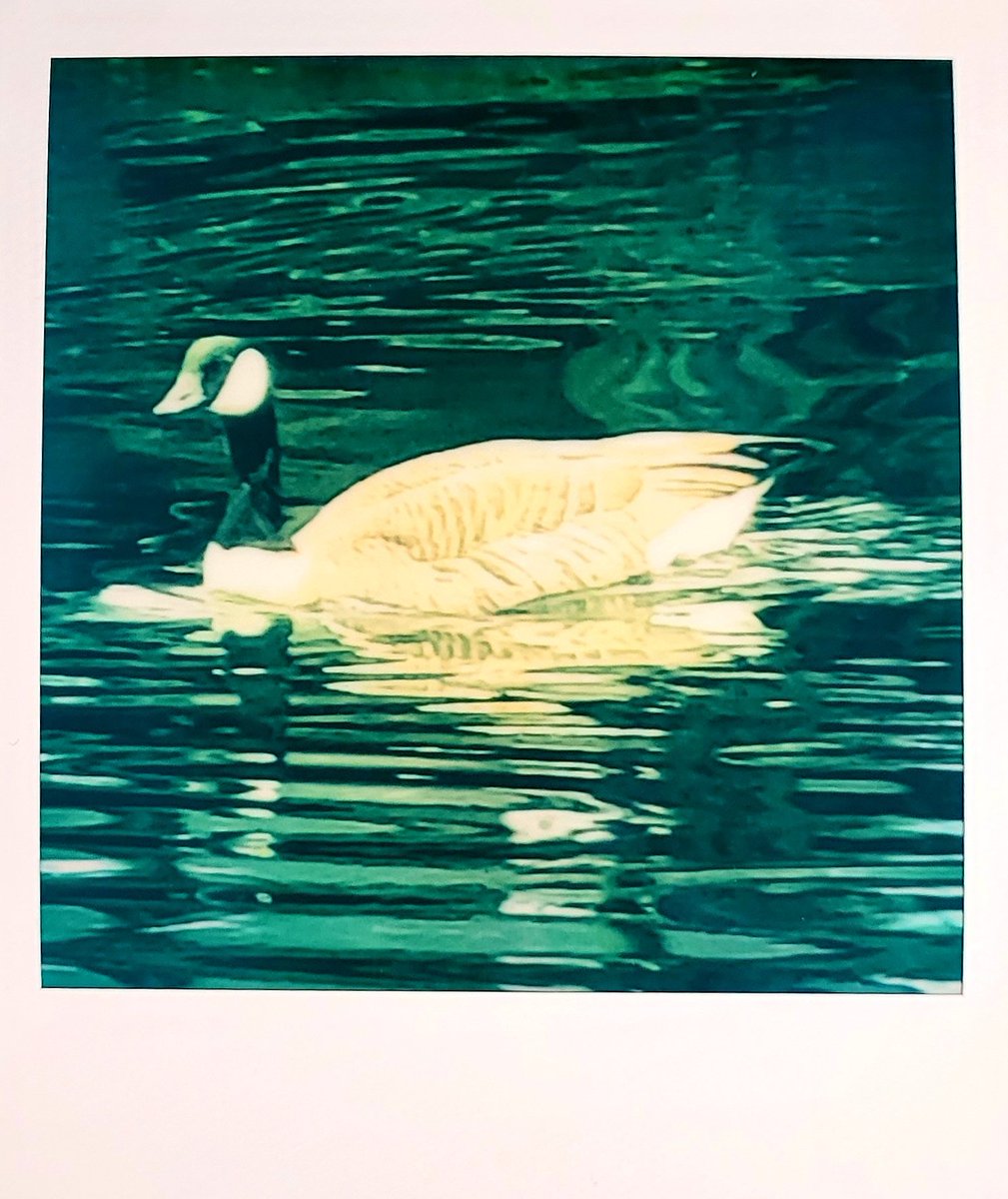 CryptoK37364015's tweet image. Polaroid of the Day
13-04-22
Canada Goose
Such a beautiful creature but don&apos;t get in their way during nesting season!!!

How are you liking these? I would appreciate any feedback
#polaroid #PolaroidoftheDay #Polaroidlab #film #Digitaldiscovery 
#Polaroid600