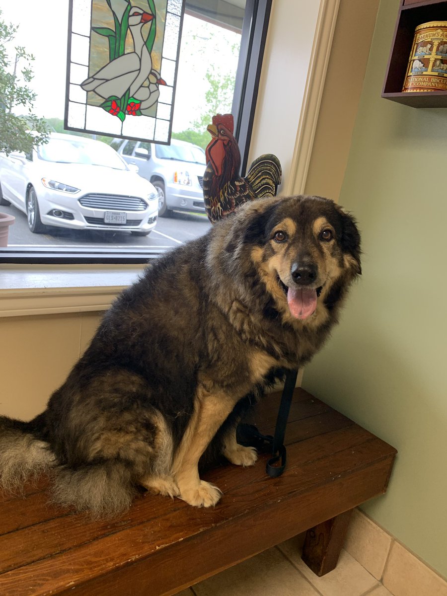 MartinaRogowsky's tweet photo. Someone patiently waiting for her annual check up! 🤞 it all goes well! #Katsy #germanshepherdGoldenRetriever #adoptdontshop https://t.co/uLOoq93N3Y