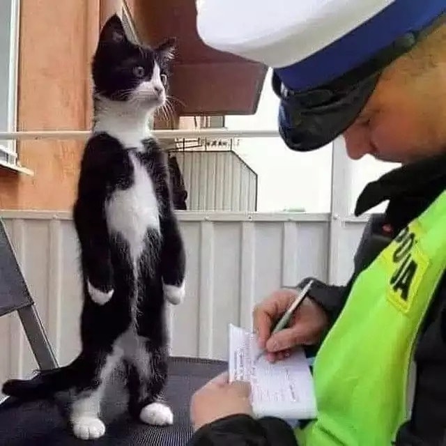 rs_artecasa's tweet image. Traffic violation 😂