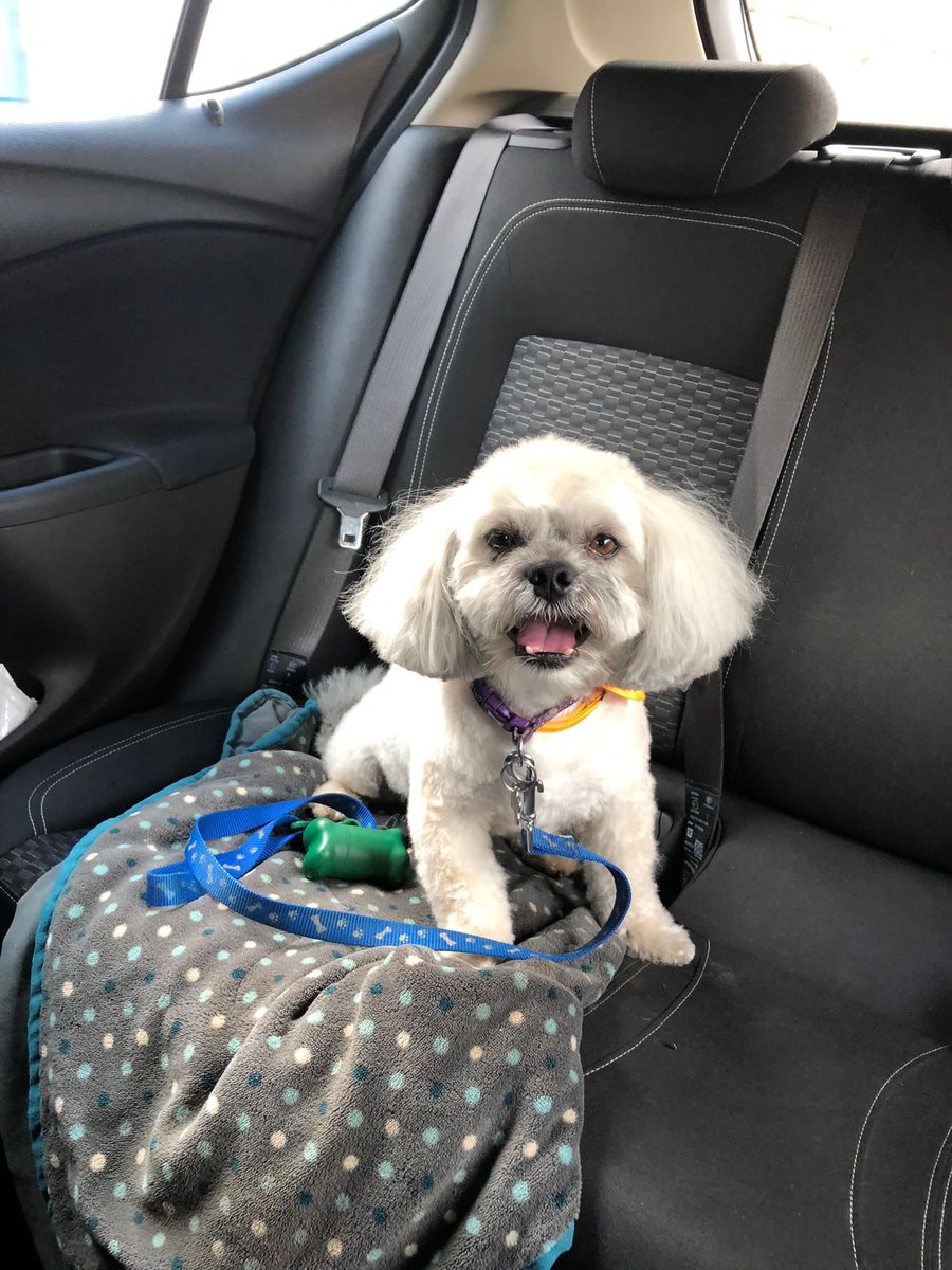Derrickw146's tweet photo. Jakeโs photos before and after his baldy today. Suzie off Victoria Road does a great job! #groomingdogs #dogsoftwitter https://t.co/wkItw96KwC