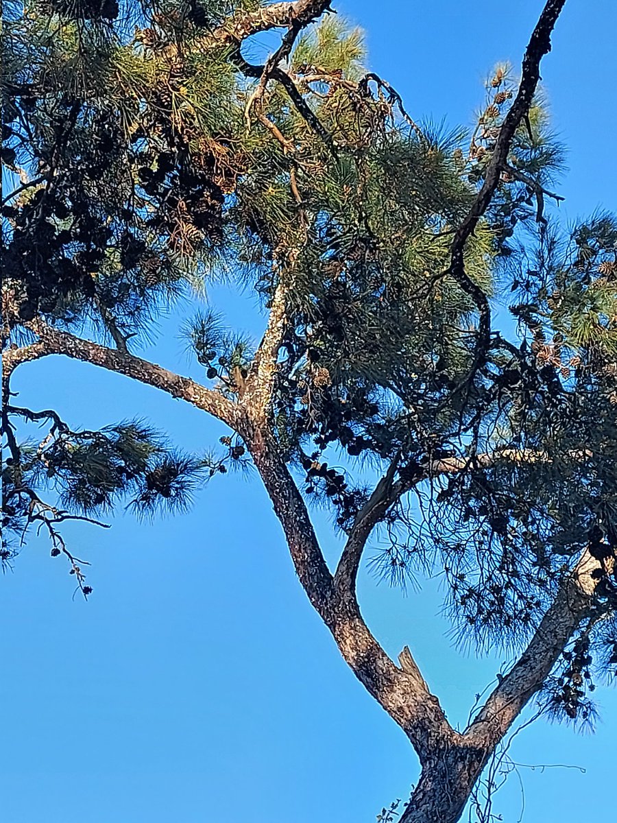 D.James NFT tweet media