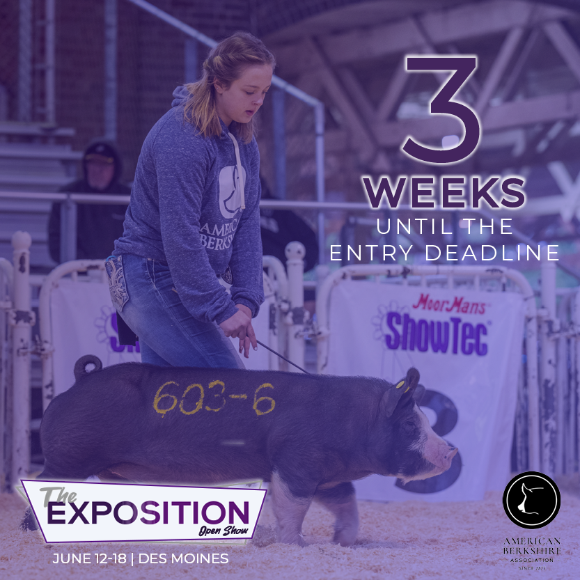 Entries for The Exposition are due in 3 weeks! Join the ABA and NSR in Des Moines June 12-18 for a junior show, and open show and sale. 

Find more info about the Expo at: americanberkshire.com/the-exposition/

#AmericanBerk #TheExposition22