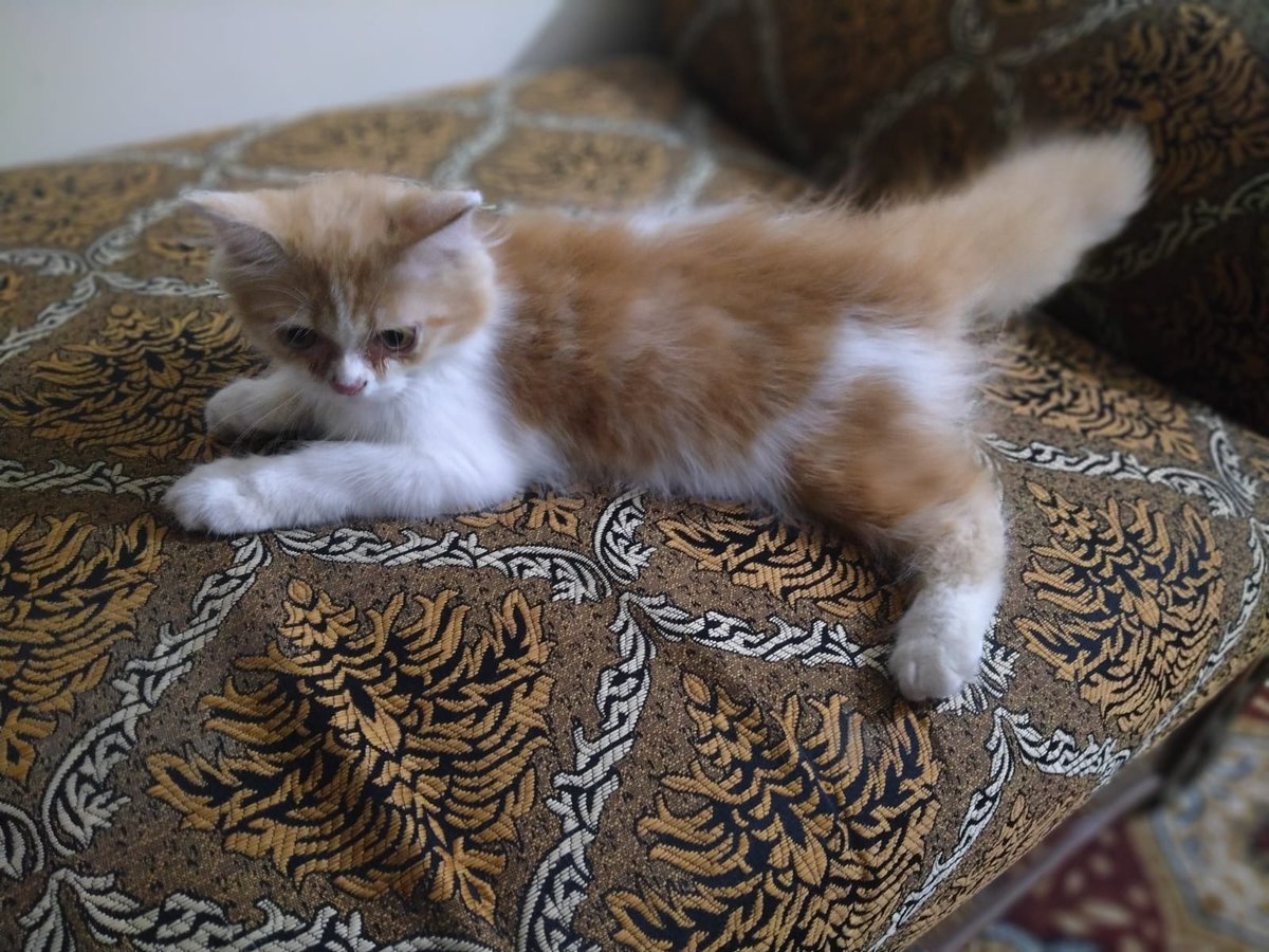 Huzaifa Alam tweet media